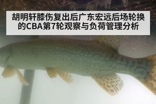 胡明轩膝伤复出后广东宏远后场轮换的CBA第7轮观察与负荷管理分析 | 9game app